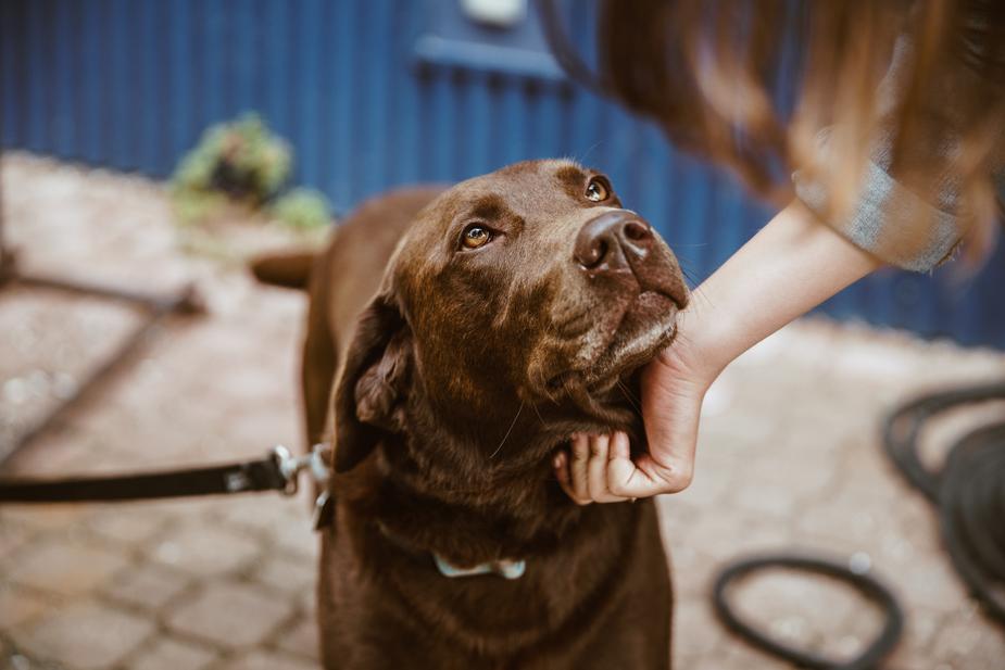 National Heartworm Awareness Month
