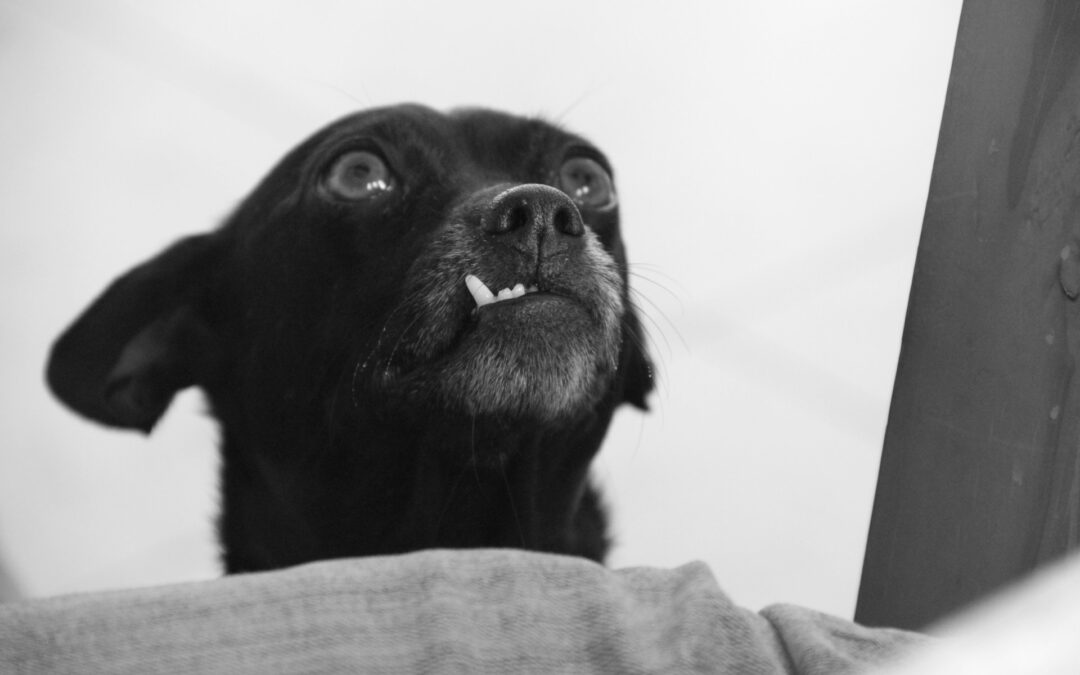 Teeth Cleaning for Dogs Promotes Overall Health