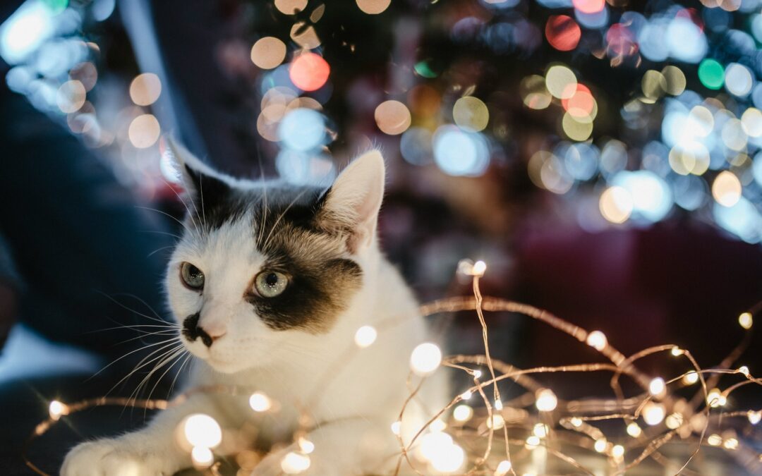 Avoiding Pet Hospital Trips This Holiday Season