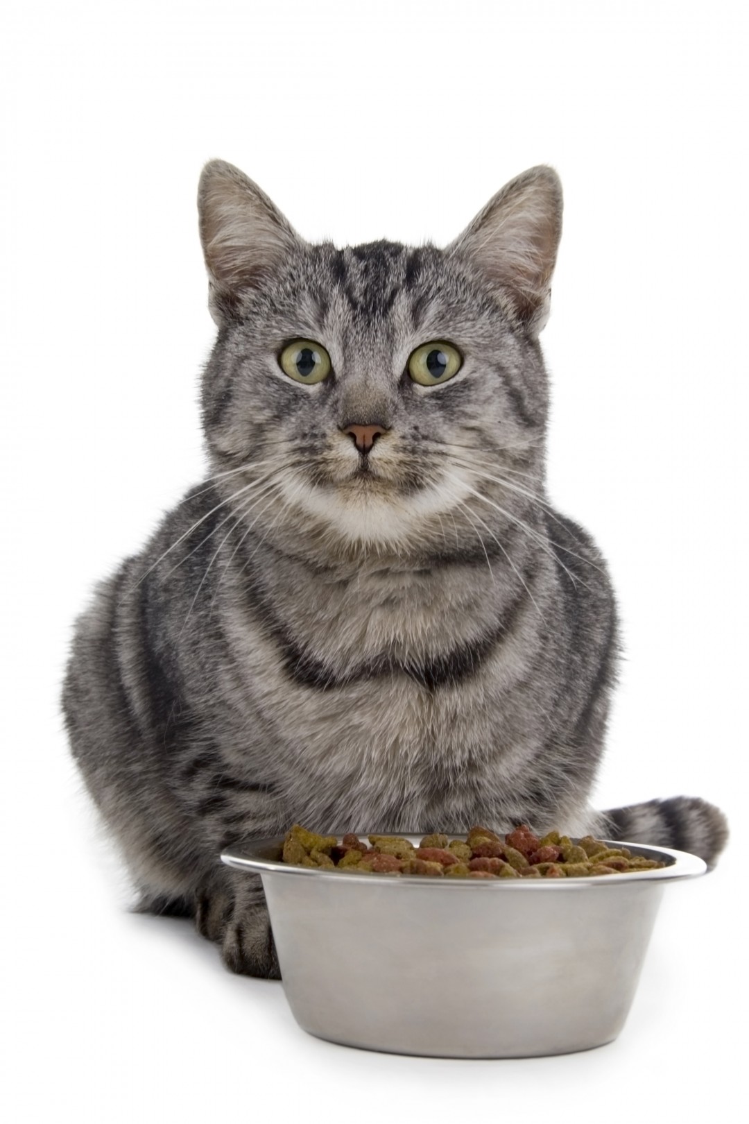 Eating Cat - Cat In Front Of Bowl Of Cat Food 