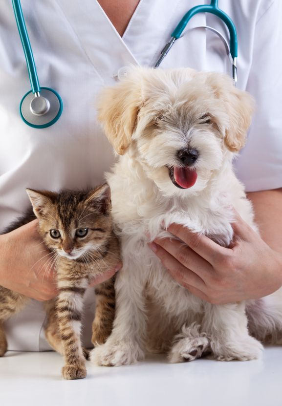Wellness exam blog - person with stethoscope holding cat and dog | East