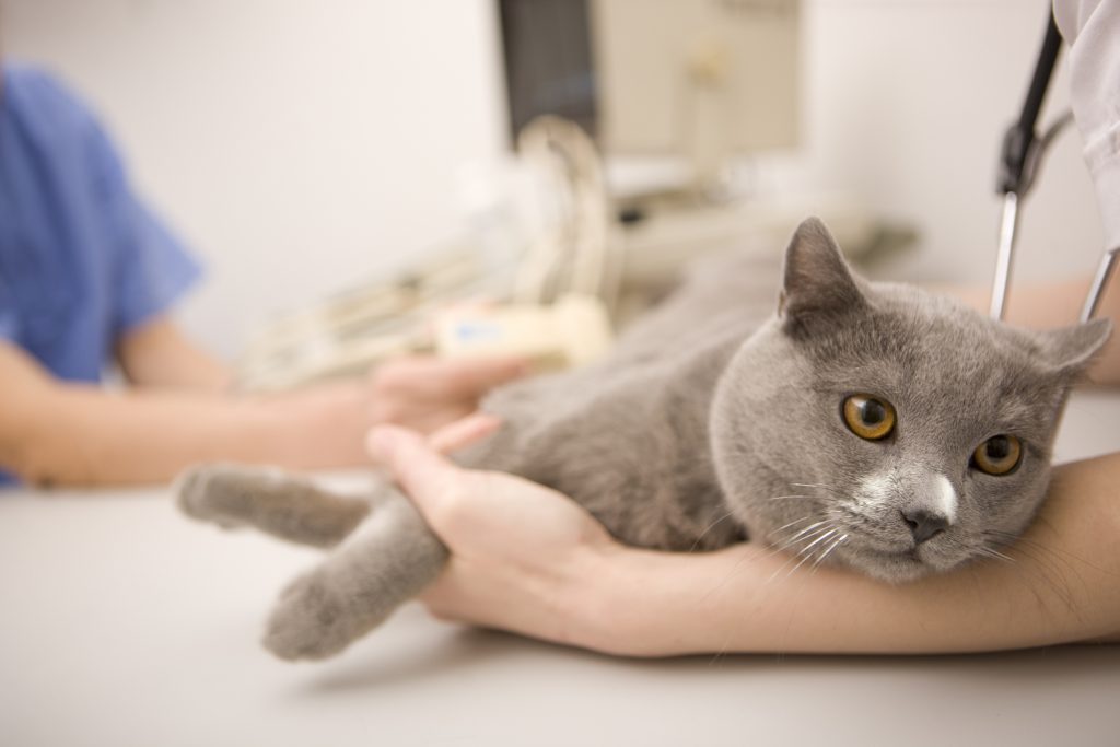 Veterinarian Near Me | Calming Your Fearful Feline - East Valley Animal