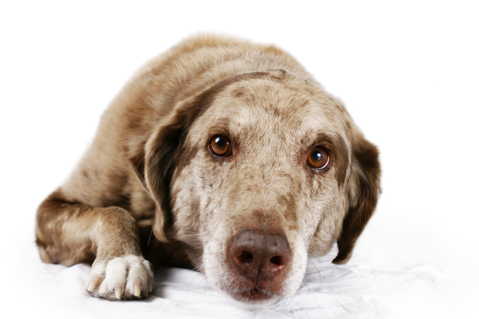 Portrait of brown eyed dog lying down | East Valley Animal Hospital