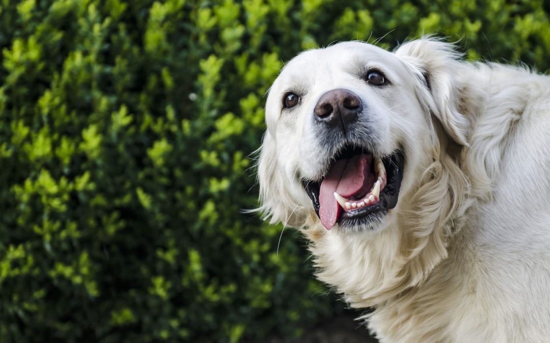 Caring for Your Dog After a Tooth Extraction | East Valley Animal ...