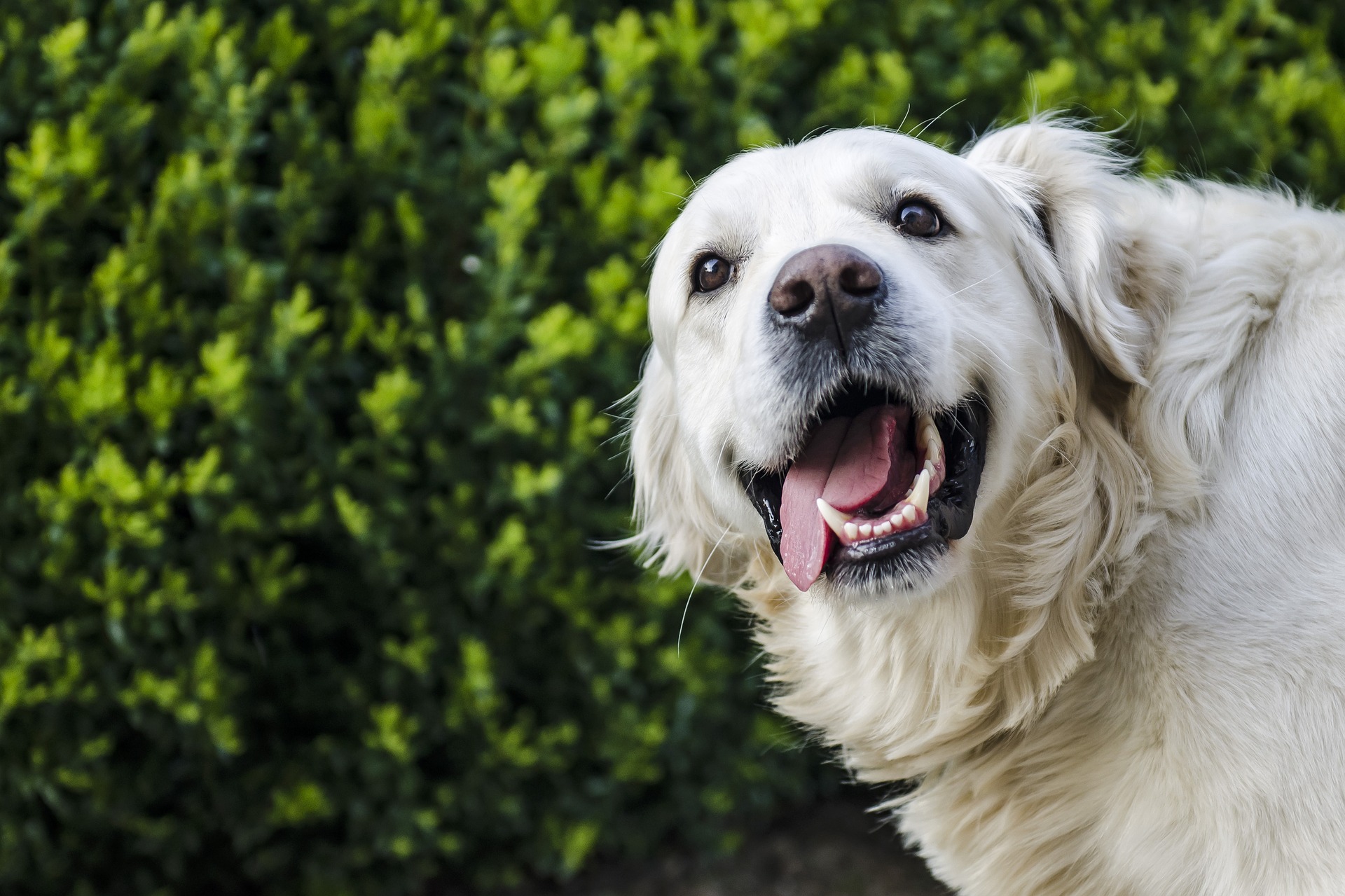 Dog Tooth Extraction Aftercare