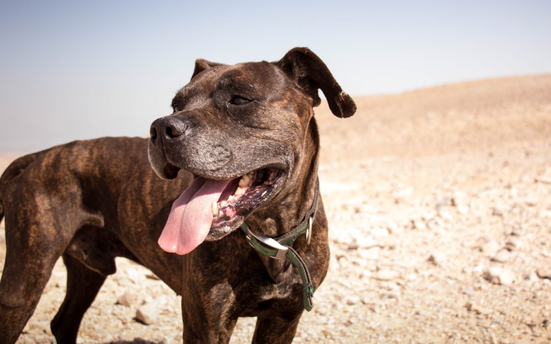 Warning Signs of Dehydration in Dogs East Valley Animal
