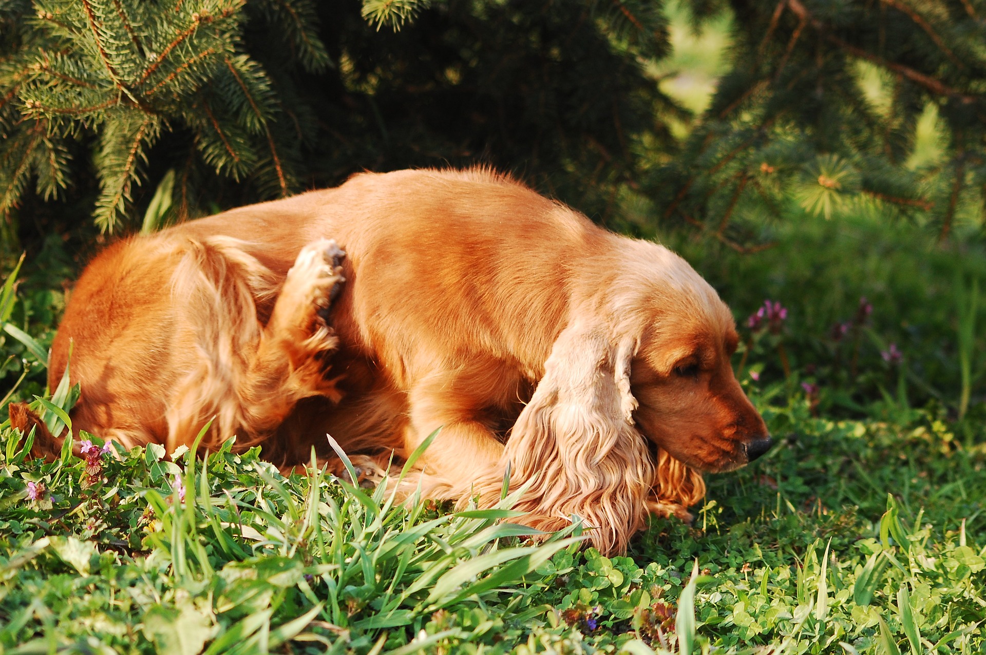 Cocker spaniel store skin problems itching