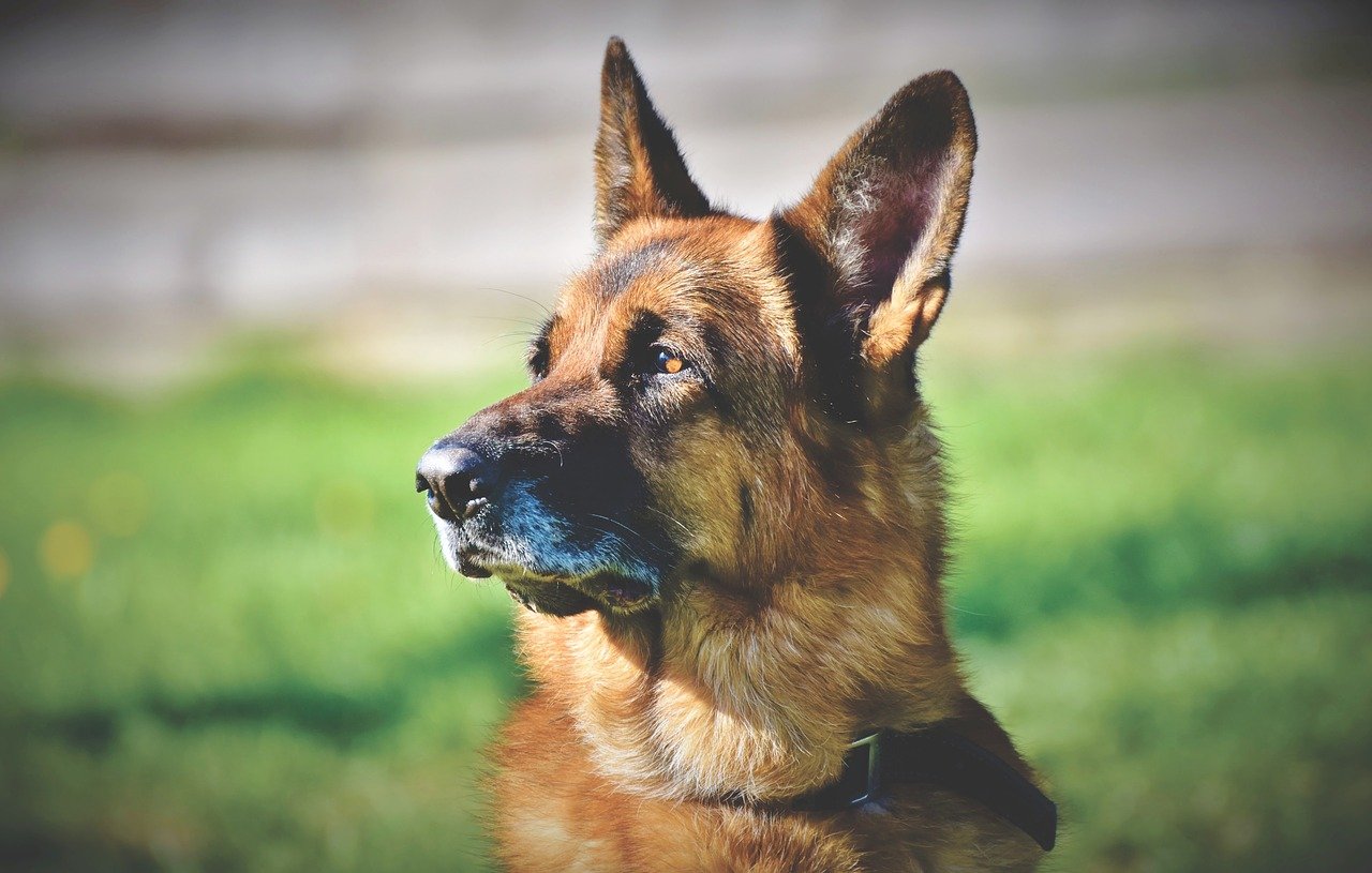 what is hospice care for dogs