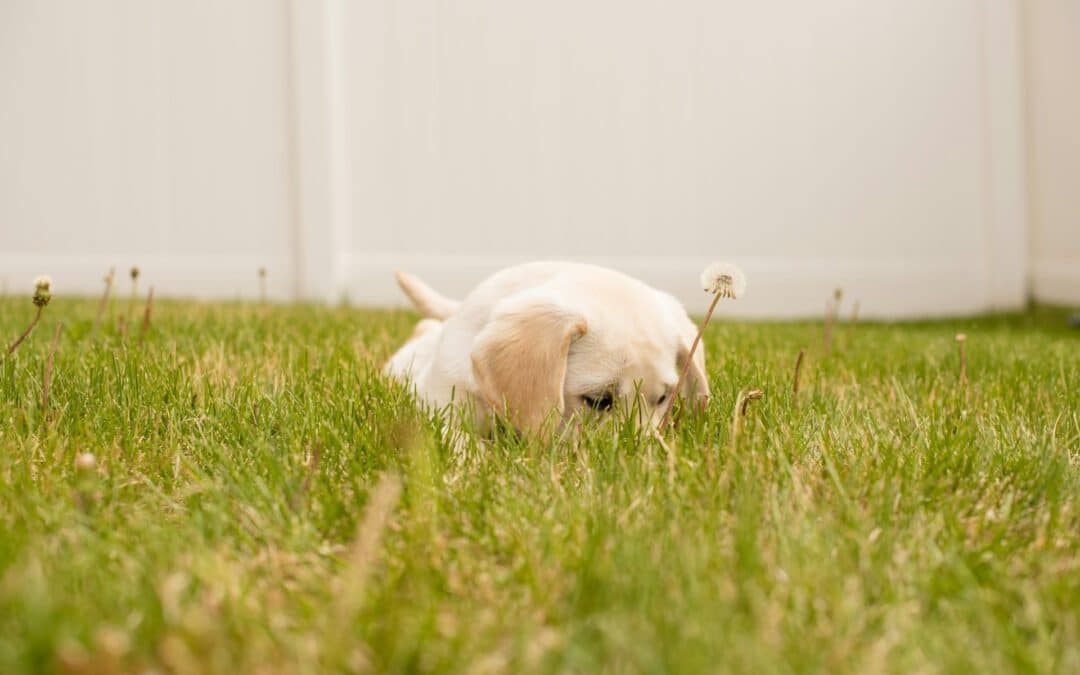 Why Does Your Dog Eat Grass?