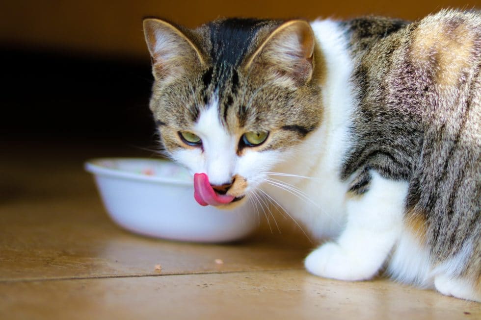 What To Do When Your Cat is a Picky Eater | East Valley Animal Hospital