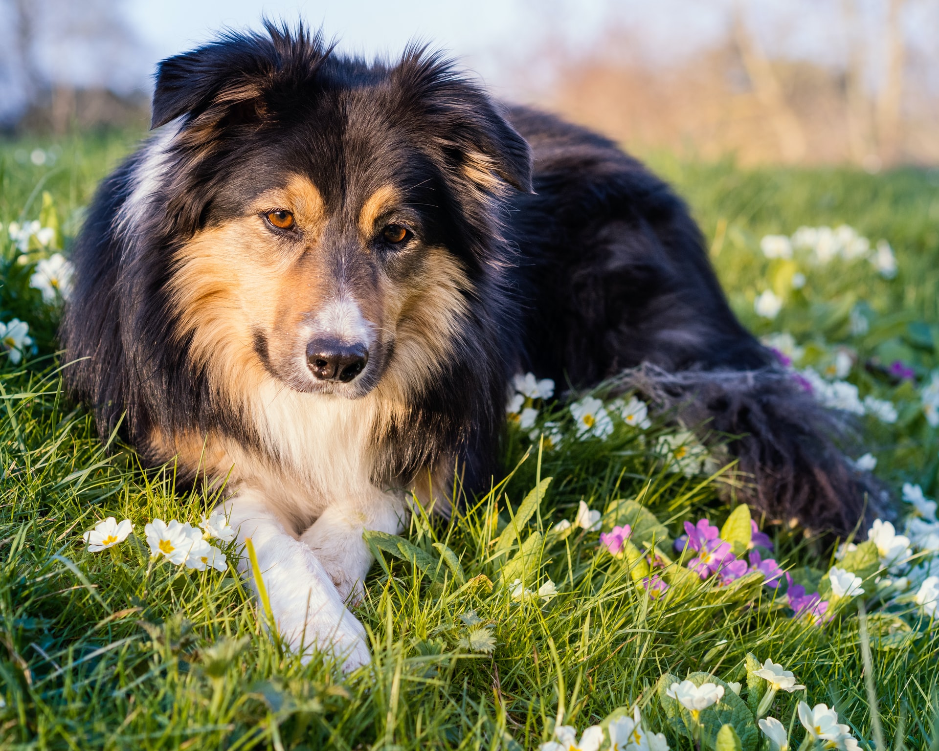 cold-laser-therapy-for-dogs