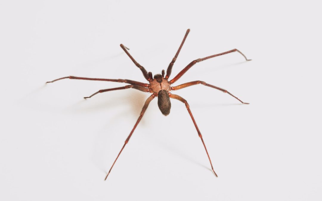 Brown Recluse Spider Bite Poisoning in Cats