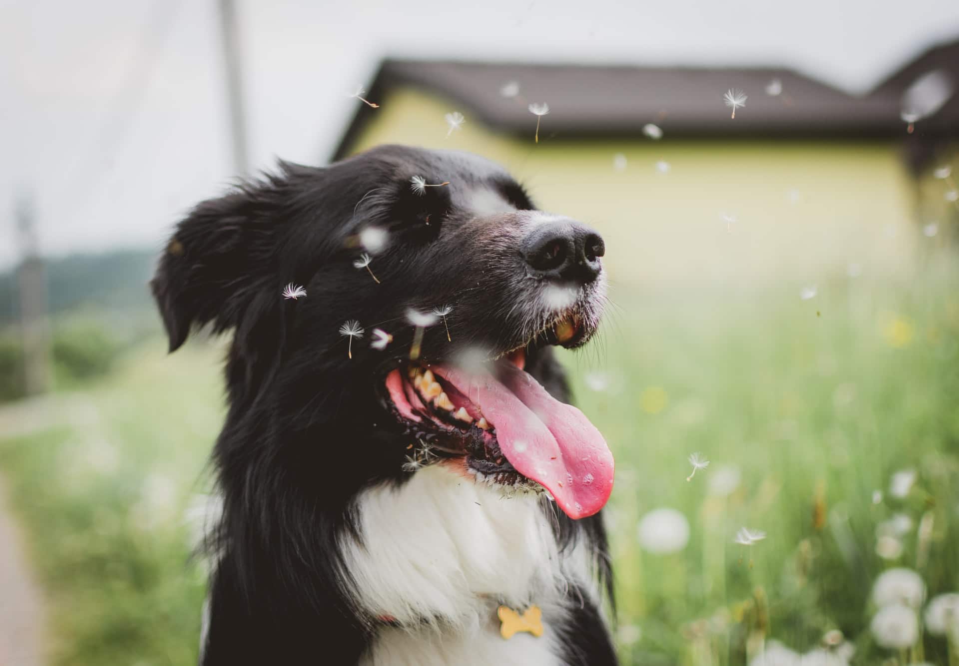 Dogs Can Get Allergies Too Here s What You Need To Know