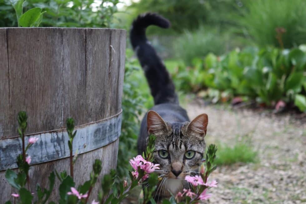 why-do-cats-have-tails