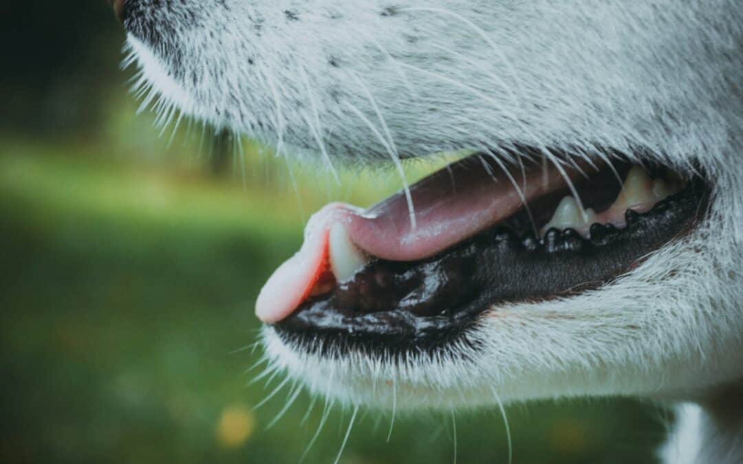 dog with his mouth open showing teeth - veterinary dental checks