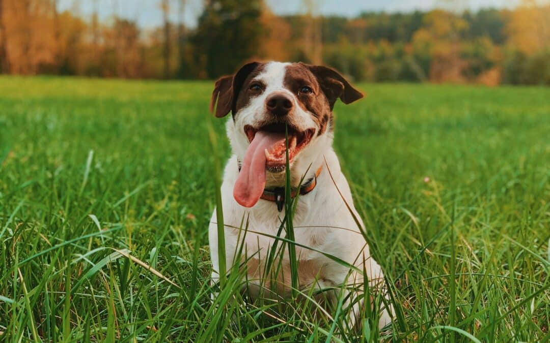 dog with their tongue out - why do dogs eat grass