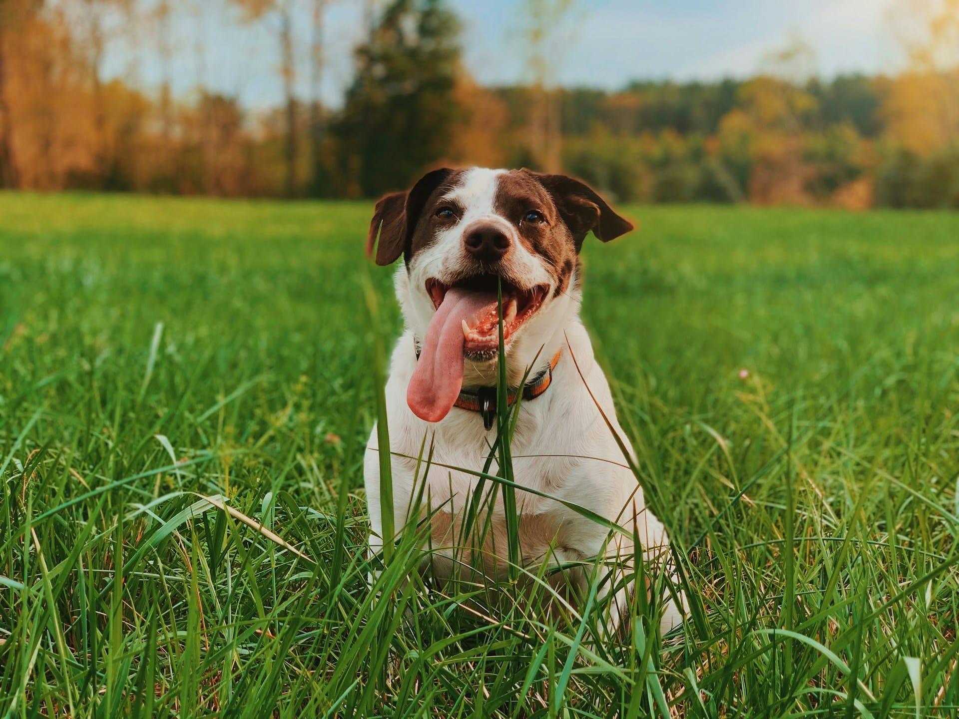 Dog eats grass and vomits best sale