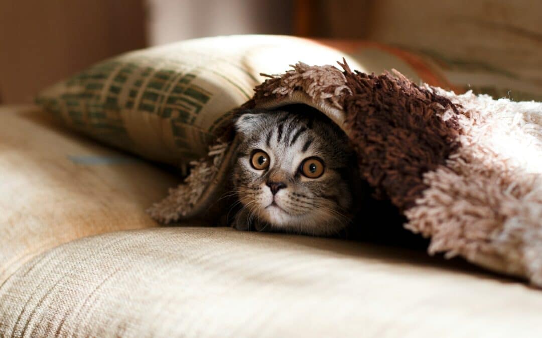 cat hiding under a blanket - why do cats love catnip