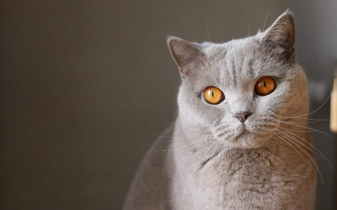 grey cat with orange eyes - cat fun facts