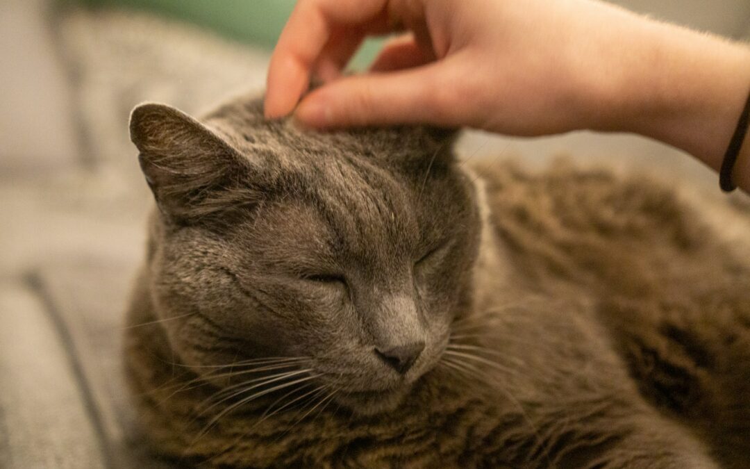 How to Care for an Aging Cat