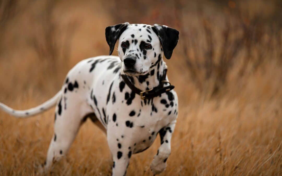 hiking with your dog