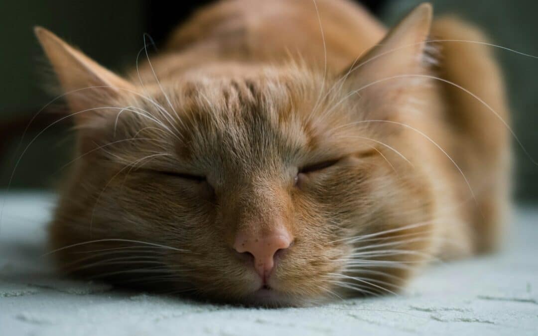 orange tabby - kidney disease in cats