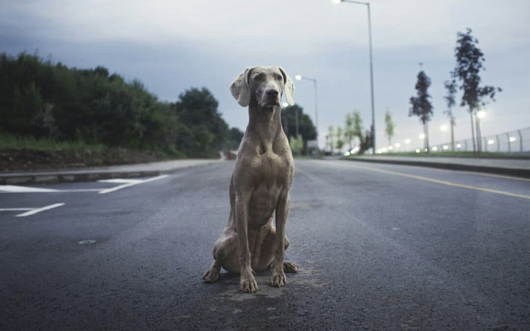 dog in road - how to stop my dog from jumping the fence