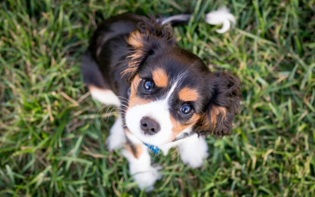 puppy in the grass - puppy care