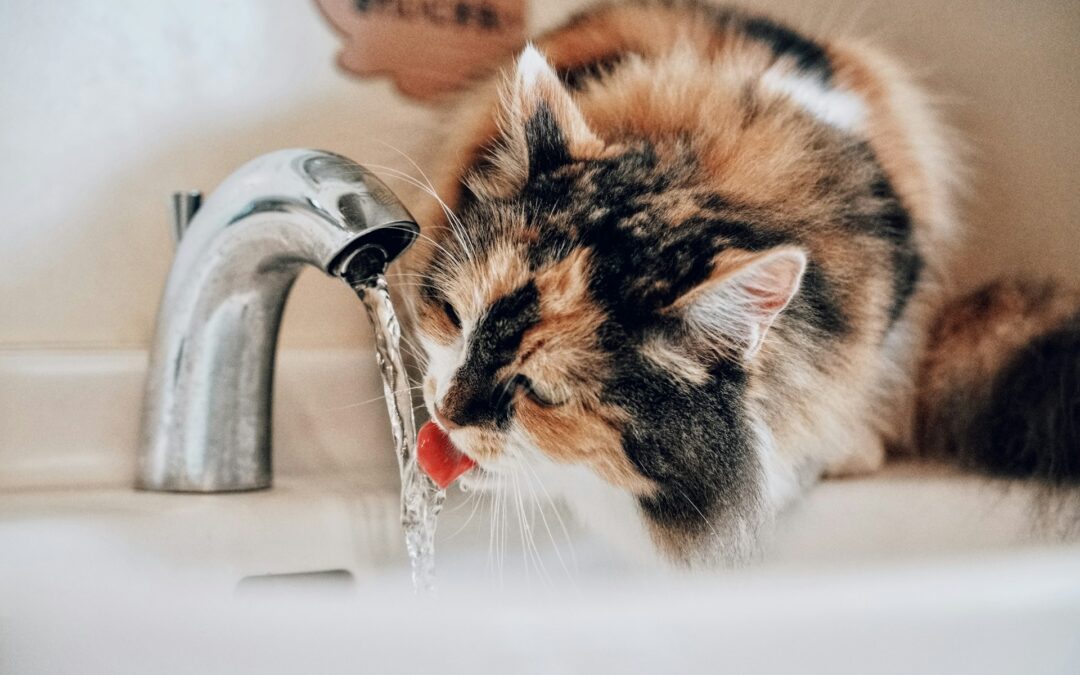 Why Hydration Is Important for Pets