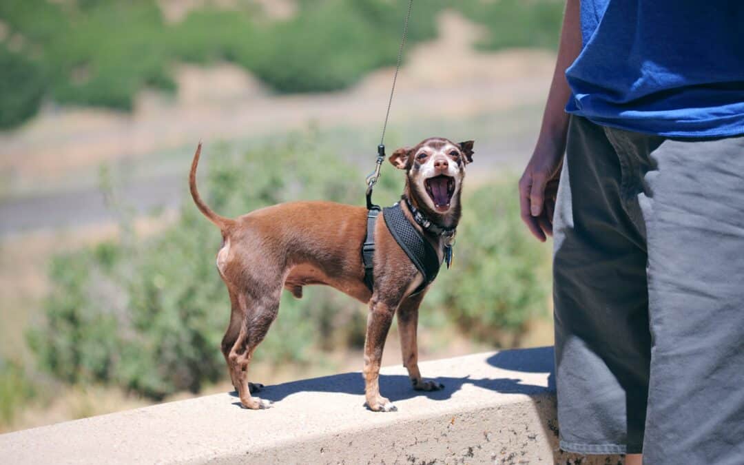 5 Ways to Make Your Home Safe and Accessible for Senior Pets