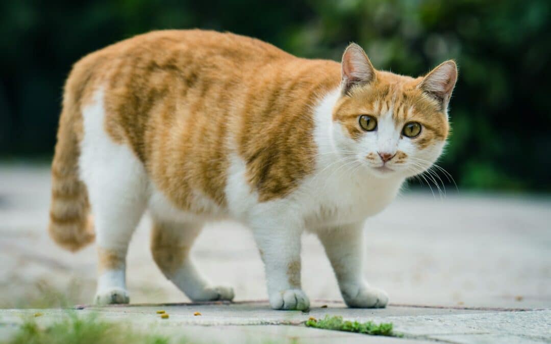 cat with round belly - is my cat a healthy weight