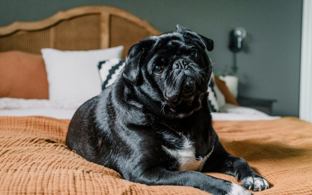 Is Your Dog a Healthy Weight? Here’s How to Tell